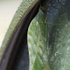 leaf mimic bug