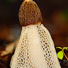 Bridal Veil Fungi