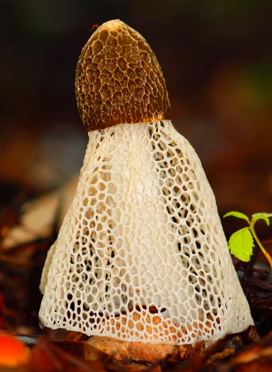 Bridal Veil Fungi Project Noah