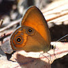 Orange Ringlet Butterfly