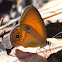 Orange Ringlet Butterfly