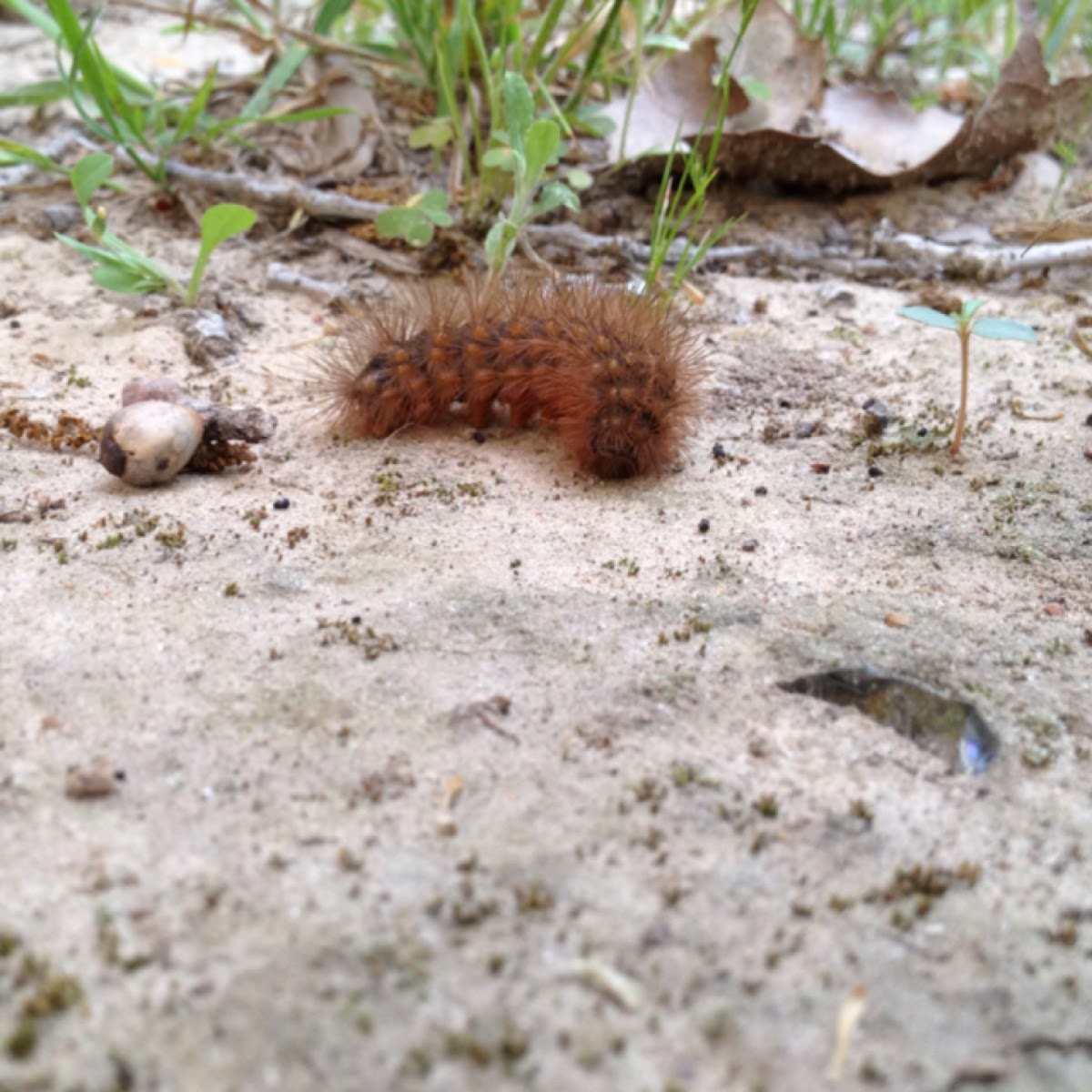 Salt Marsh Caterpillar