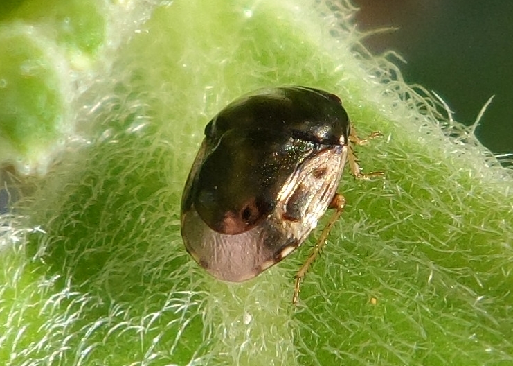 Negro Bug