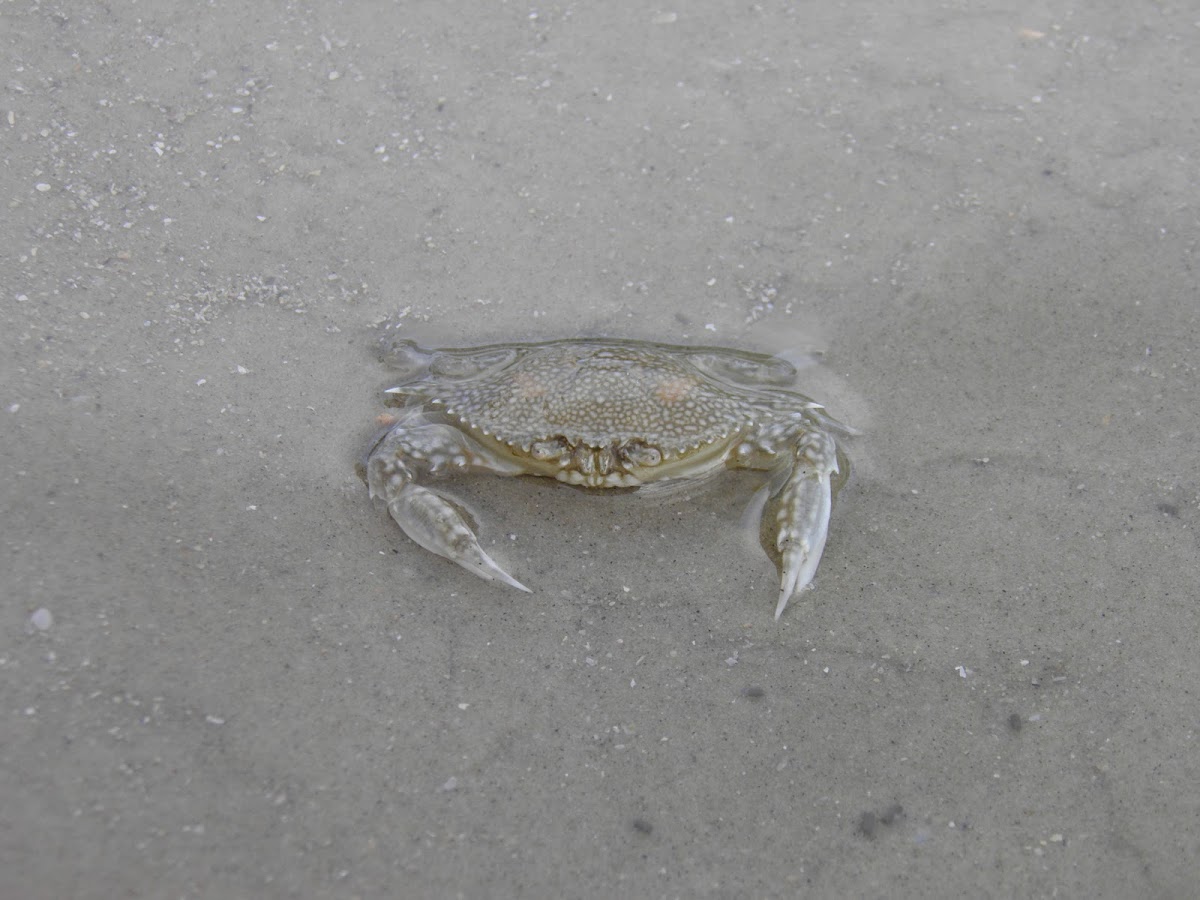 Crab (Cangrejo)