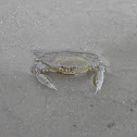 Crab (Cangrejo)