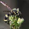 Mason Wasp