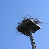 Osprey nesting structure