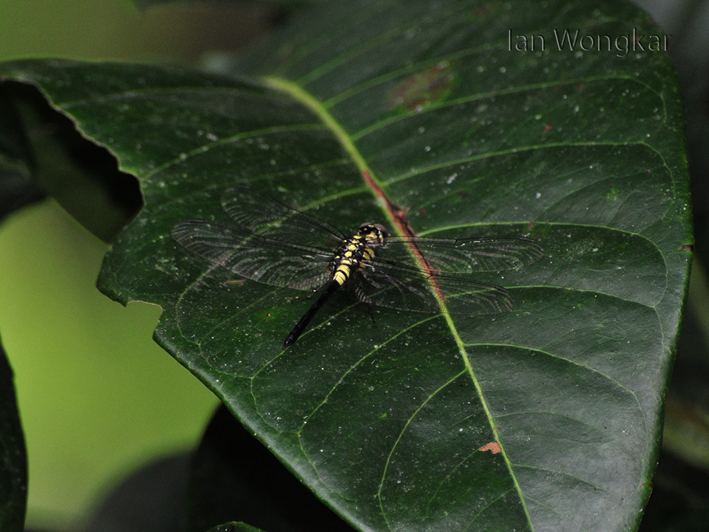 Leaf Lover dragonfly