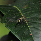 Leaf Lover dragonfly