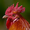 Junglefowl