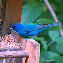 Indigo Bunting