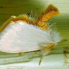 White Notodontid Moth