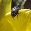 Opuntia Beetle
