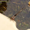 Progomphus Obscurus (Common Sanddragon)