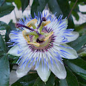 Blue passion flower (Ρολογιά)