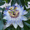 Blue passion flower (Ρολογιά)