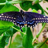 Black Swallowtail Butterfly, Female