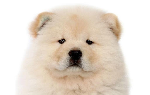 Chow Chow Wallpapers HD