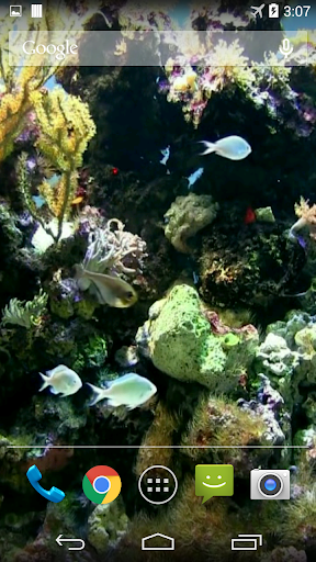 Natural Aquarium Wallpaper