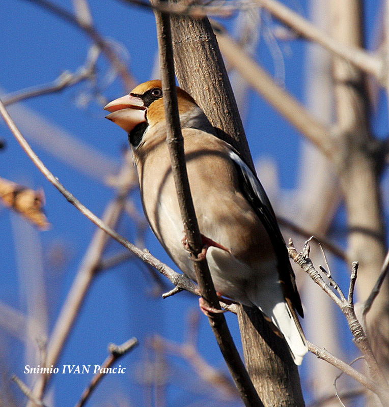 The Hawfinch