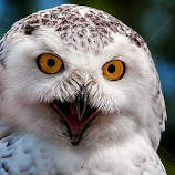 by Renos Hadjikyriacou -  