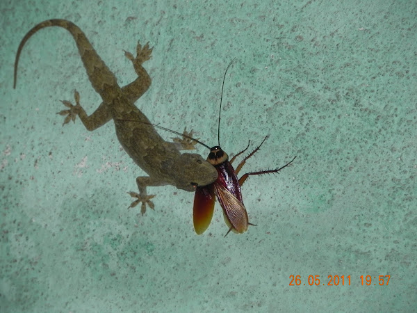 tiktiki(houselizerd) | Project Noah