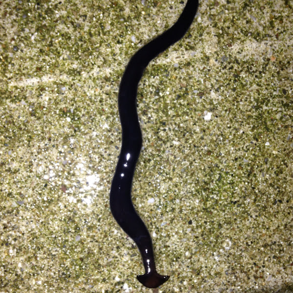 Shovelheaded Garden Worm Project Noah