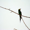 Common bee-eater