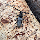 Long-horned Beetle