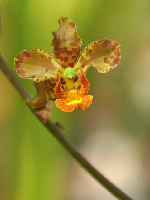 Orchid