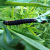 Intermediate Cucullia Moth caterpillar