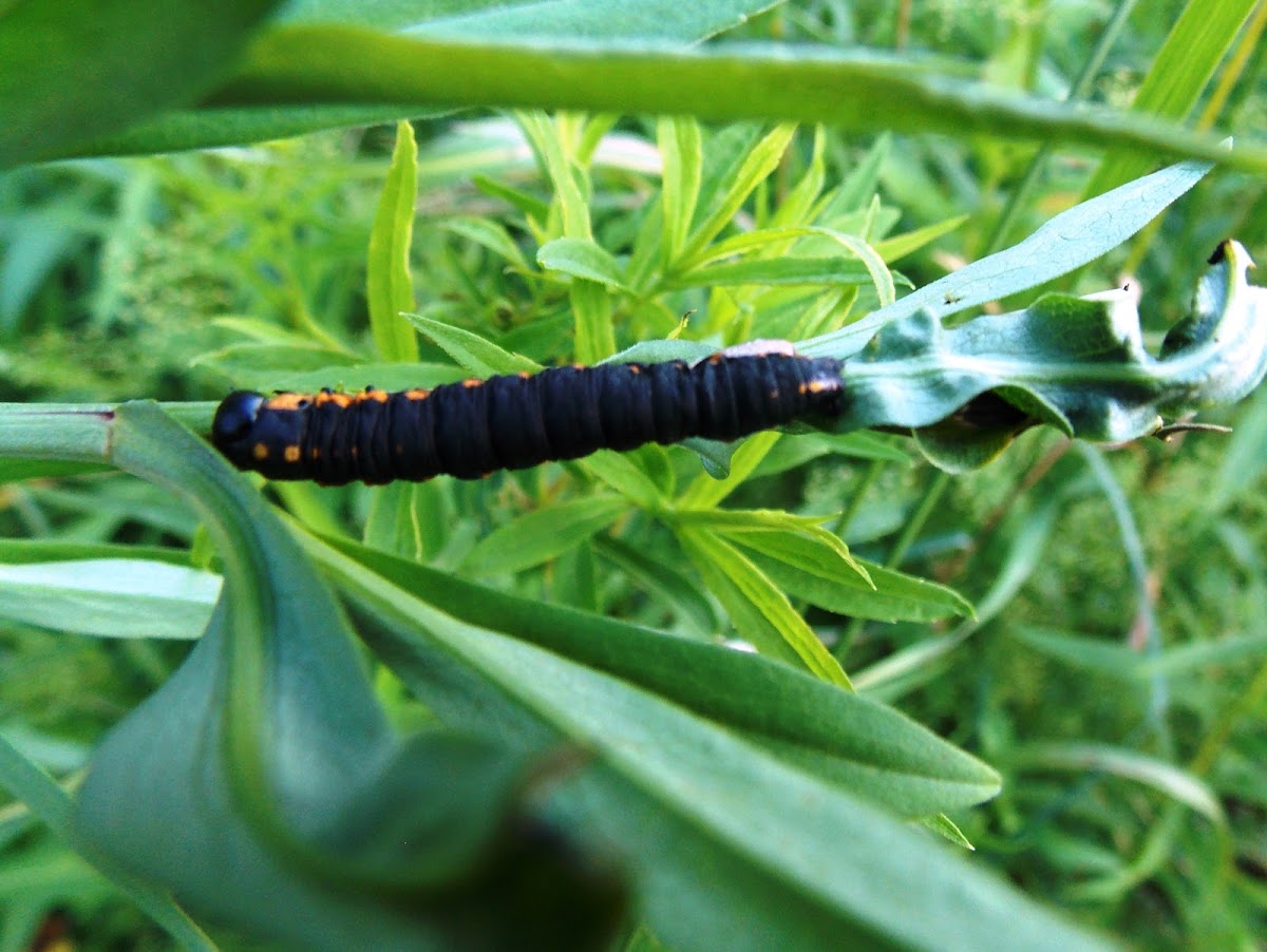 Intermediate Cucullia Moth caterpillar