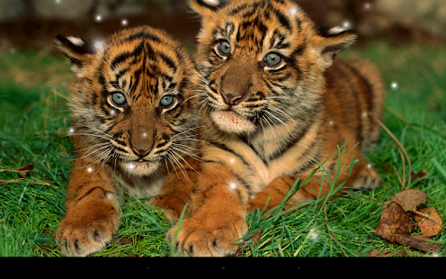 download Little Tiger Live Wallpaper free