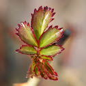 young rose leaf