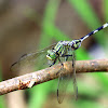 Green Skimmer (狹腹灰蜻)