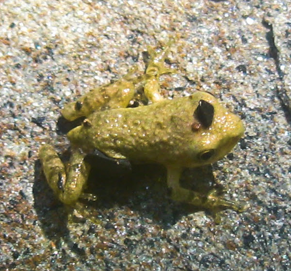 Mountain Chorus Frog Project Noah