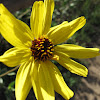 Prairie Sunflower