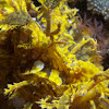 Weedy Scorpionfish