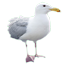 Seagull.apk 1.0