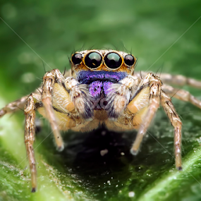 look me by Robert  Fly - Animals Insects & Spiders