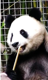 Free Panda Live wallpaper APK for Android