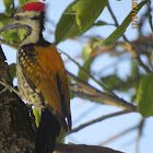 Black-rumped Flameback Woodpecker