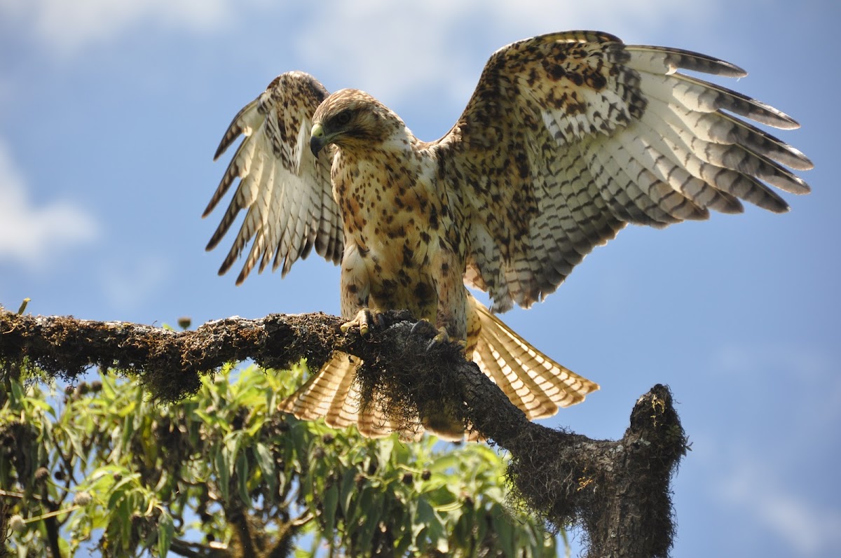 Galapagos Hawk