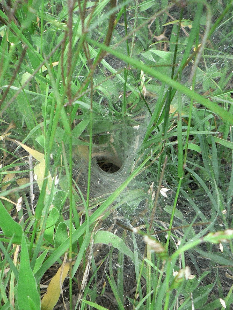 Grass Funnel-Web Spider