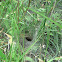 Grass Funnel-Web Spider