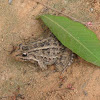 Leptodactylus ocellatus