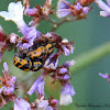 (Mating) Case-bearing Leaf Beetle