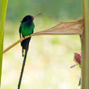 Red-billed Streamertail (male)