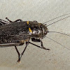 Black field Cricket (female)