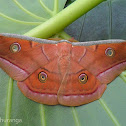 Sri Lankan Tussar Silk Moth